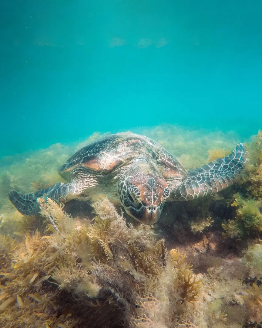 Sea turtle gliding through clear water while we snorkeled in the Whitsundays